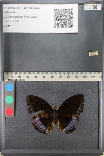 Media type: image;   Entomology 141247
